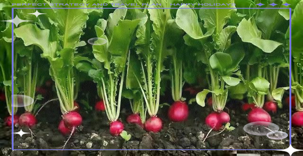 秋季蔬菜种植全攻略:因地制宜提高产量