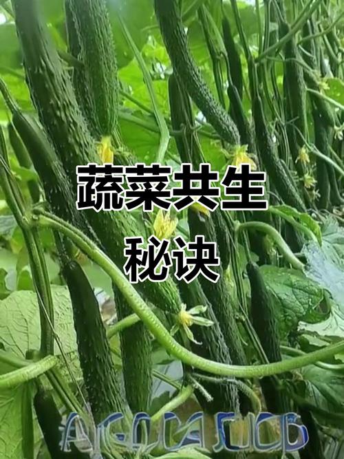 某些蔬菜搭配种植,能提高产量并减少病虫害