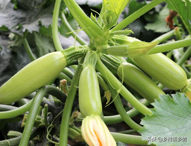 美国种植什么蔬菜最赚钱
