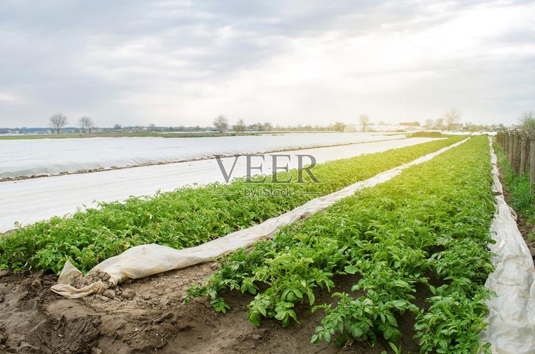 田野里种植着嫩土豆种植有机蔬菜农业综合企业农业农业环保产品纺粘型